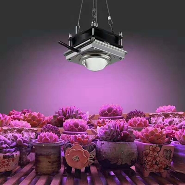 60W 4000K COB LED grow light W001